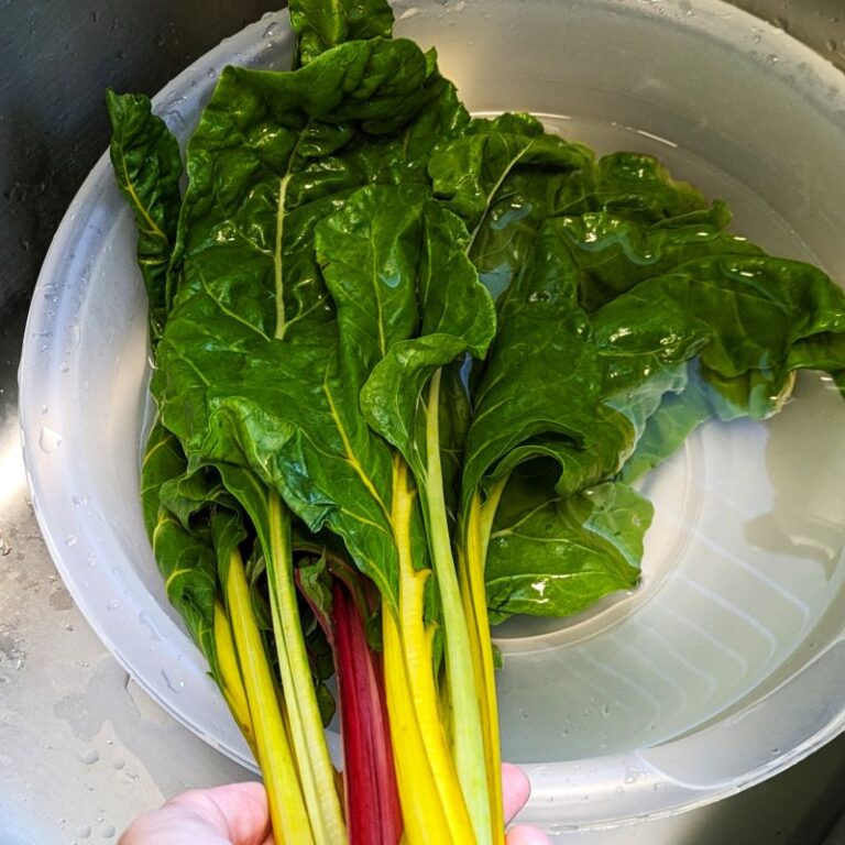 swiss chard in a bowl after washing