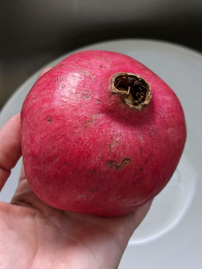 close up photo of whole pomegranate
