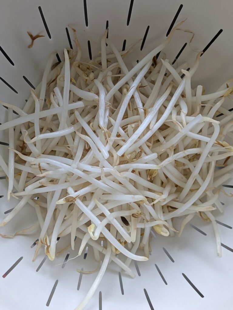 bean sprouts in a colaner